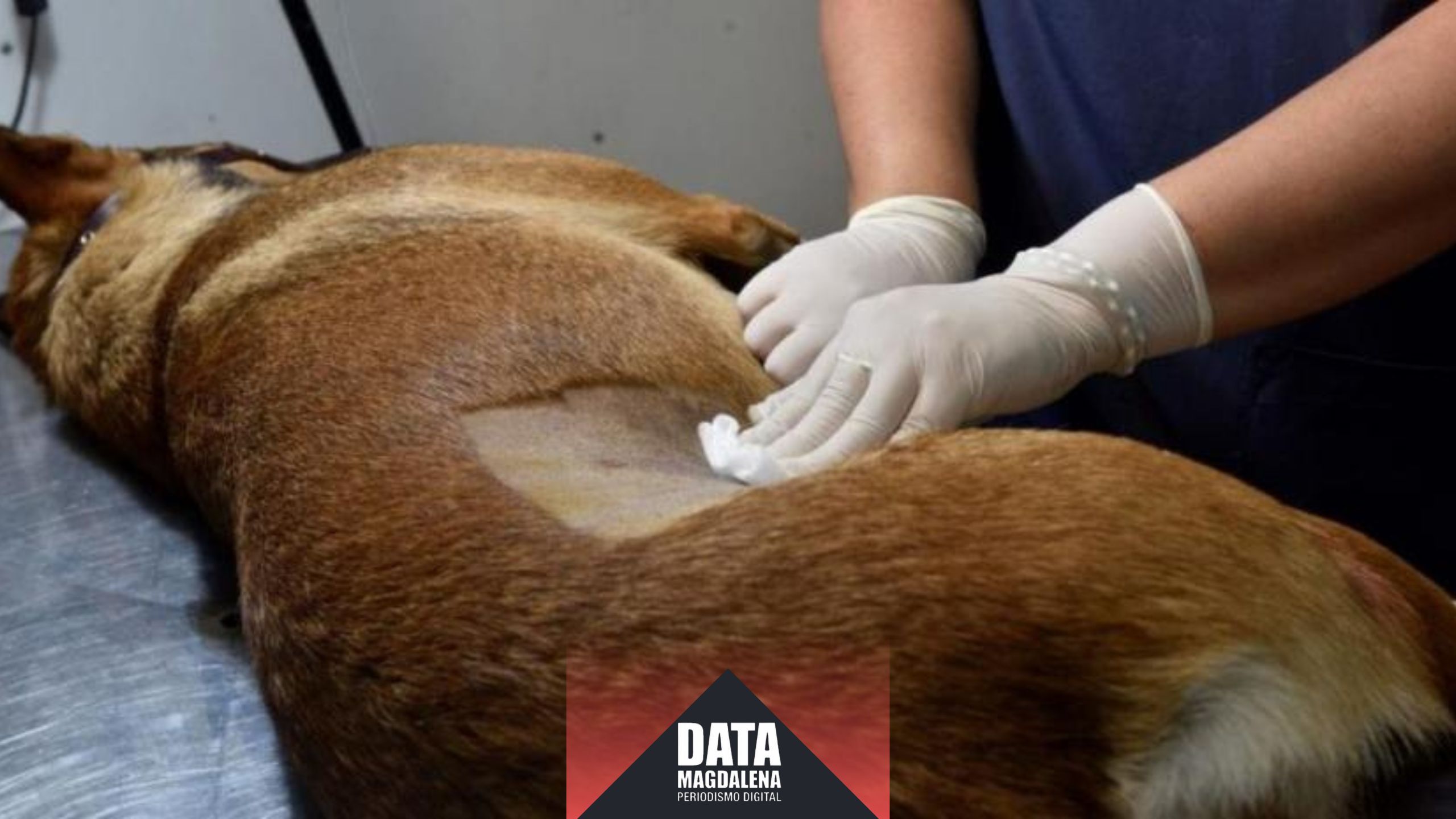 ¿Tenés perro o gato? Anotalo para castrarlo gratis en Vieytes